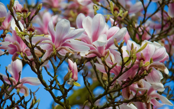 CRTQ Spring Blossoms - 4