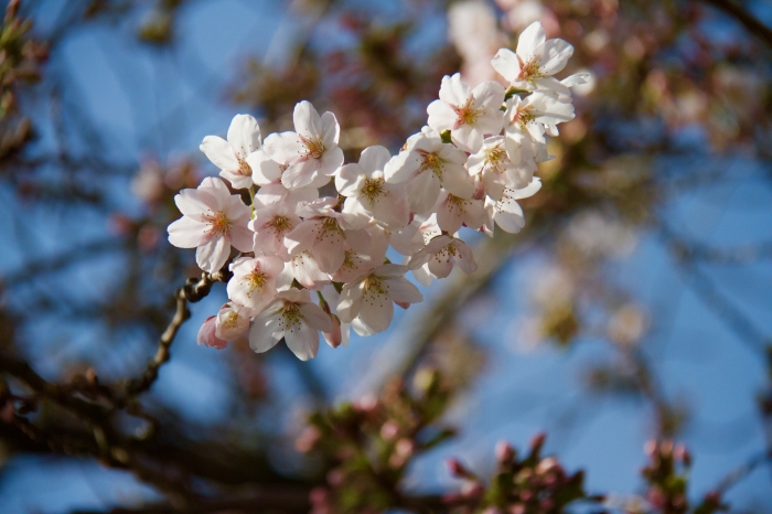 CRTQ Spring Blossoms - 5